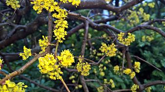 yellow Flowers Tree at Spring