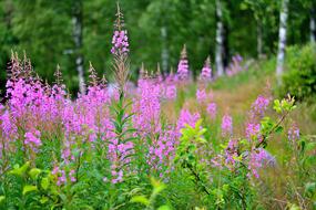 summer purple forest flowers close-up