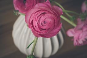 unusually beautiful Ranunculus Flower