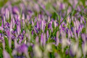 splendid Crocus Spring Flowers