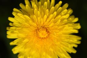 incredible Champs Stamens