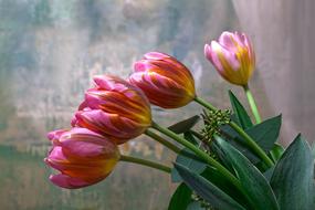 five pink Tulips, bouquet