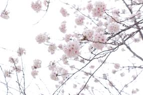 delicate pink buds on a cherry tree