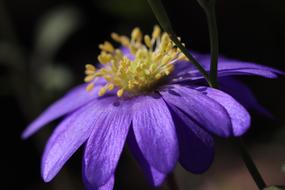 Ð¸ÑÐ¿ delightful Flower