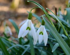 Early Spring Snowdrops
