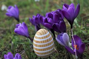 wooden painted Egg among crocuses, Garden decoration to Easter