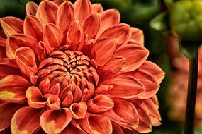 pink dahlia close-up on blurred background