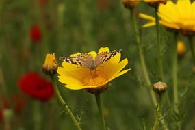 butterfly on the bright yellow flower