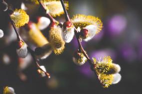 branch of willow catkin