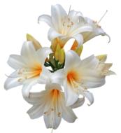 Belladonna Lilies