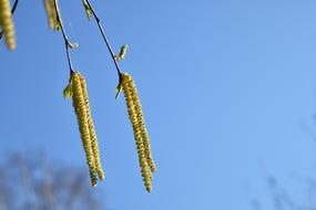 Green Birch Tree Catkins at Blue sky