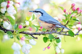 splendid Spring Bird on the colorful flowering branch on blurred background