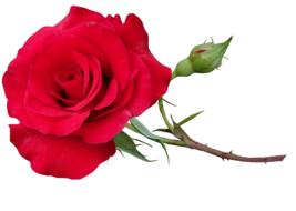 Clipart of Red Rose with green bud at white background