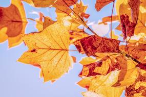 autumn colorful leaves on a clear blue sky background