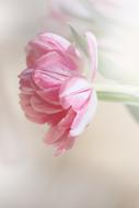 gorgeous cute Tulip Flower