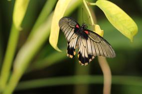 Butterfly Fauna