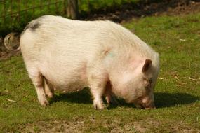 fat pig on a lawn on a farm