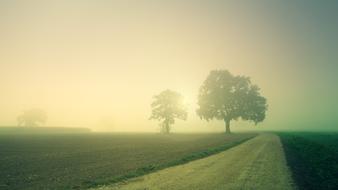 field trees in fog