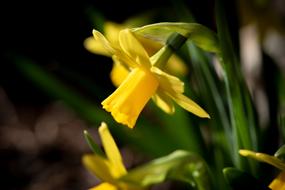 yellow narcissus in sun light