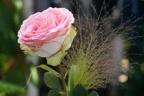 Beautiful, blossoming, white and pink rose flower at blurred background