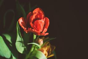 incredible Tulip Red Flower