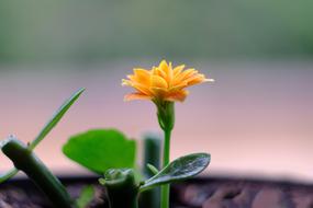 Close-up of the beautiful yellow and orange flower with green leaves at blurred background