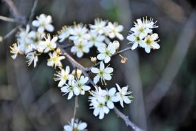 branch with white flowers on a blurred background