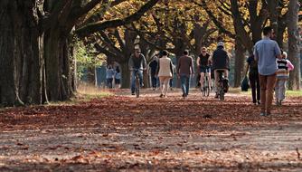 people walking and riding bicycles on alley beneath trees at fall