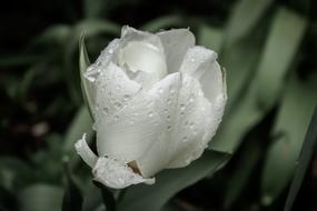 wonderful Tulip Blossom
