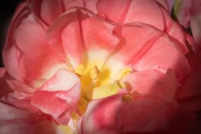 pink tulip close up