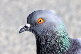 Pigeon Bird with Orange Eye