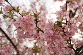 flowering branches of japanese cherry on a blurred background