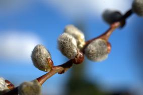 Spring Willow Catkin