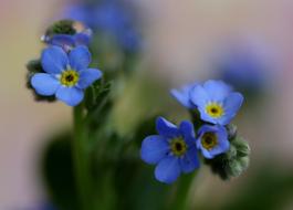 Forget-Me-Not Blue Flower in a blurred background