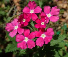 blooming pink verbena