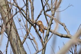 animal on a tree without leaves