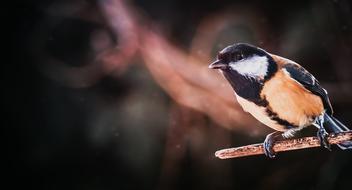 great tit perched dry branch