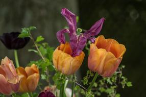 withering bouquet of orange tulips