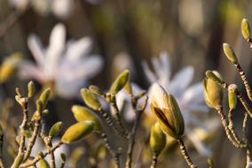 enchanting Magnolia Blossom