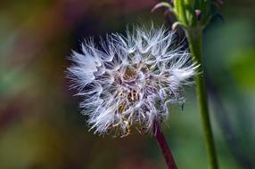 white dandelion seeds in nature in autumn