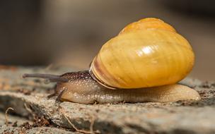 Beautiful snail with the yellow shell, on the stone