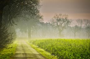 morning haze over green fields