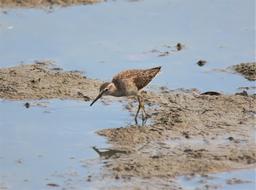 Migratory Bird Wild in the mud puddles