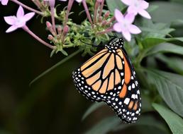 orange splendid Butterfly Tropical