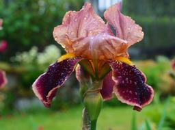 Beautiful red and yellow Iris in the Garden at blurred background