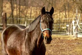 amazing Horse Animal