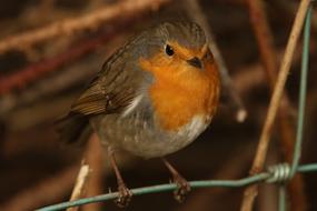 Robin, small Songbird in Nature