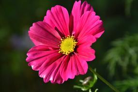 splendid flower Pink Nature