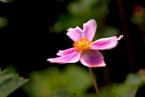 attractive Flower Nature Summe
