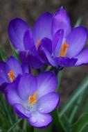amazing Crocus Early